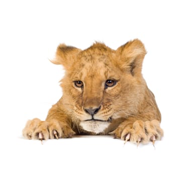 Lion Cub (5 months) in front of a white background