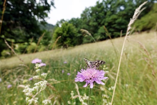 Schachbrett oder Damenbrett (Melanargia galathea) auf Acker-Witwenblume (Knautia arvensis, Syn. Scabiosa arvensis), Naturschutzgebiet Kuttenberg, Nordrhein-Westfalen, Deutschland, Bad Münstereifel