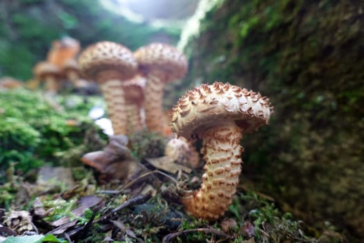 Sparriger Schüppling (Pholiota squarrosa) im Reinhardswald, Hessen, Deutschland, Hofgeismar