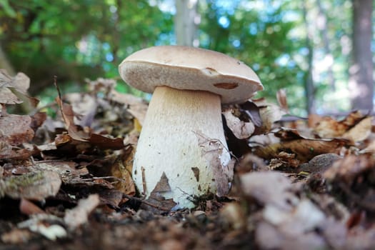 Gemeine Steinpilz (Boletus edulis), Fichten-Steinpilz, Hessen, Deutschland, Hofgeismar