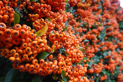 Hecke aus Mittelmeer-Feuerdorn (Pyracantha coccinea) oder Europäischer Feuerdorn, Nordrhein-Westfalen, Deutschland, Weilerswist