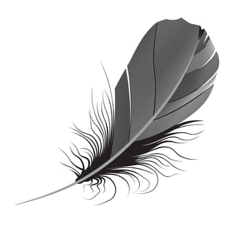 feather on a white background.vector