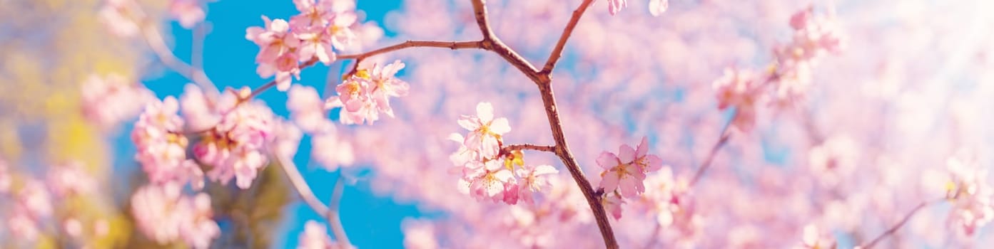 Cherry tree blossoming in spring in natural park. Panoramic view.