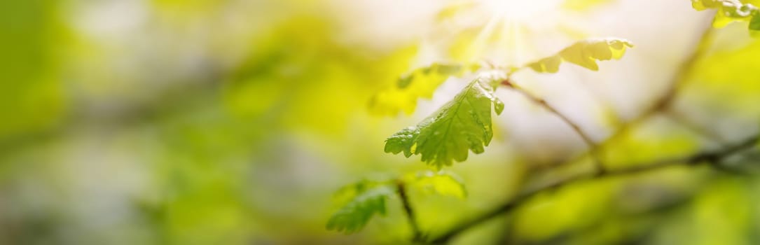 Panoramic view of the tree's branch with young leaves. Beautiful bokeh background of the spring foliage.