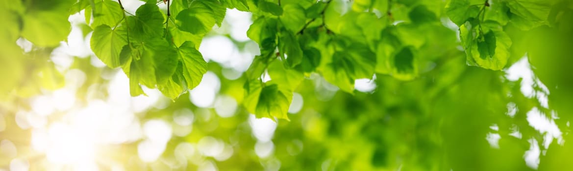 Panoramic view of the linden tree's branch with young leaves. Beautiful background of the spring foliage.