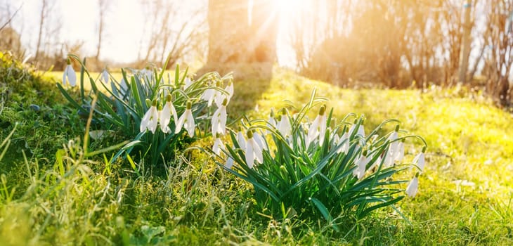 Spring green field in the forest with blossoming fragile snowdrop. Panoramic defocused view.
