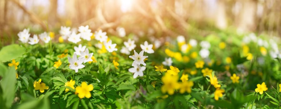 Panoramic view of the field with yellow and white anemones in the forest. Early spring in natural park.