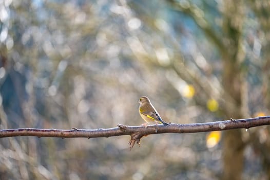 A greenfinch ( Chloris chloris ) perches on a bare branch