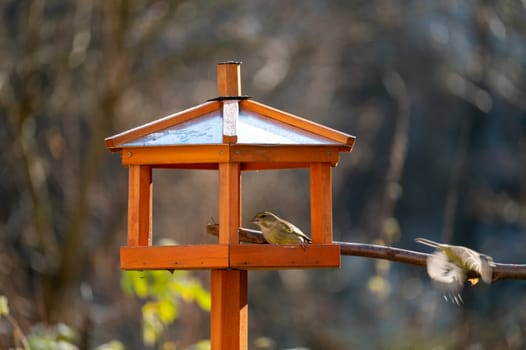 A greenfinch ( Chloris chloris ) feeding in an aviary in a garden
