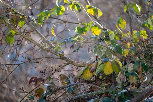 A greenfinch ( Chloris chloris ) perches on a tree branch
