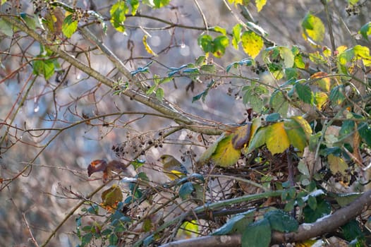 A greenfinch (Chloris chloris) perches on a branch