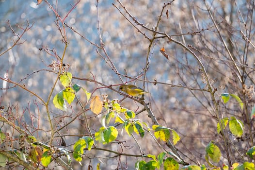 A greenfinch (Chloris chloris) perches on a tree branch