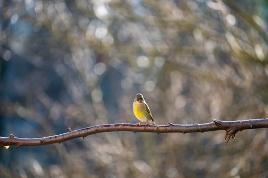 A greenfinch ( Chloris chloris ) perches on a bare branch