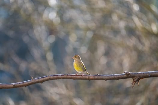 A greenfinch ( Chloris chloris ) perches on a bare branch