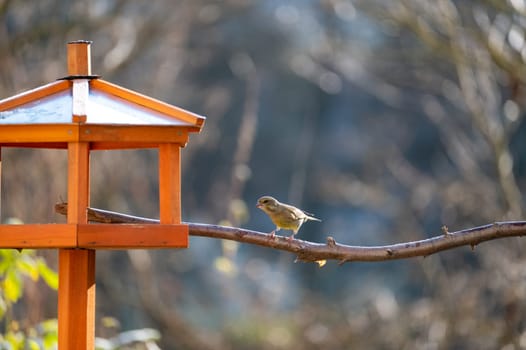 A greenfinch ( Chloris chloris ) feeding in an aviary in a garden