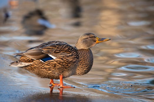 Mallard duck, anas platyrhynchos, waddle on frozen and snow covered wetland in winter, birds