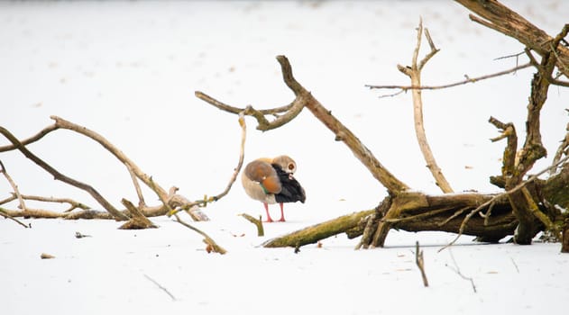 Egyptian goose, Alopochen aegyptiaca on a frozen and snow covered pond, birds in the winter