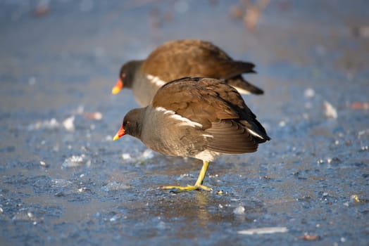 mmon gallinule, Gallinula galeata moorhen waddle over frozen and snow covered pond in winter, birds