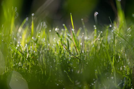 Blurred background image of green grass with bokeh and morning dew drops
