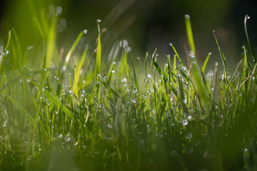 Blurred background image of green grass with bokeh and morning dew drops