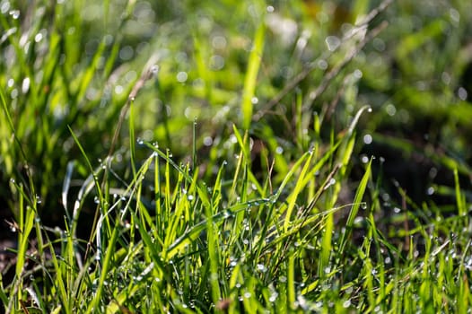 Blurred background image of green grass with bokeh and morning dew drops