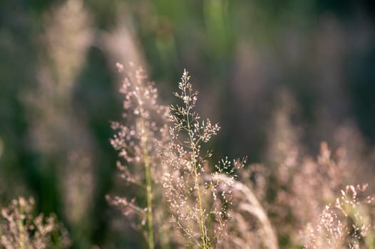 Grasses in the sun on a meadow