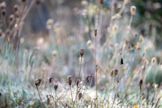 Plants on a meadow in the sunlight on a cold day