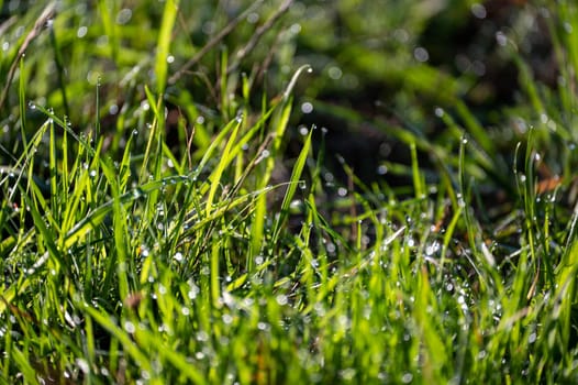 Blurred background image of green grass with bokeh and morning dew drops