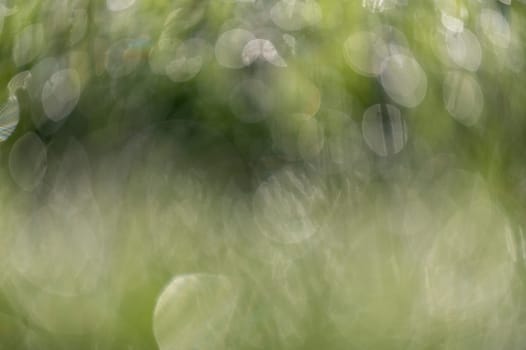 Background texture Bokeh in green and white