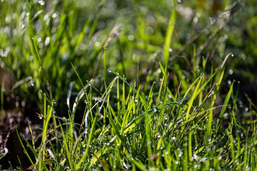 Blurred background image of green grass with bokeh and morning dew drops