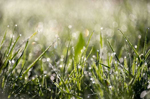 Blurred background image of green grass with bokeh and morning dew drops
