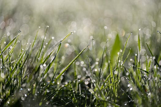 Blurred background image of green grass with bokeh and morning dew drops