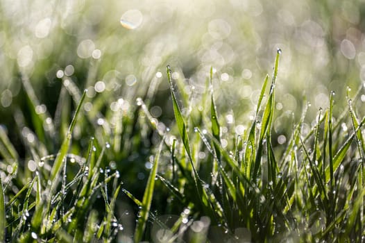 Blurred background image of green grass with bokeh and morning dew drops