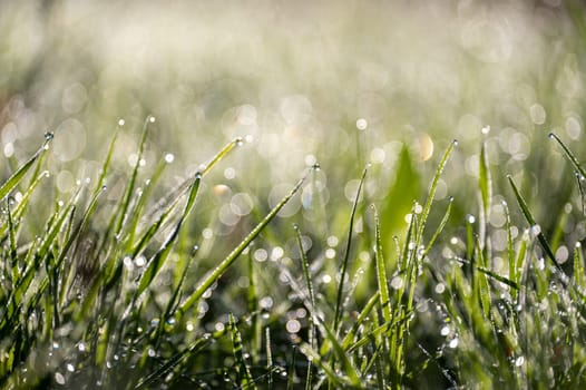 Blurred background image of green grass with bokeh and morning dew drops