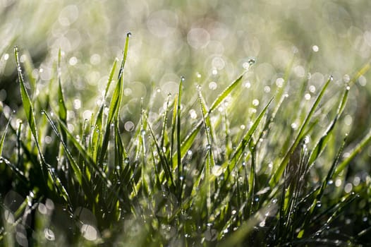 Blurred background image of green grass with bokeh and morning dew drops