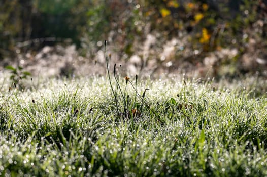 Blurred background image of green grass with bokeh and morning dew drops