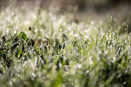 Blurred background image of green grass with bokeh and morning dew drops