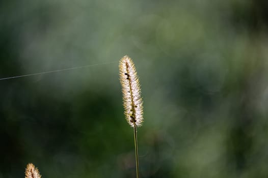 A blade of grass in the sunlight with copy space