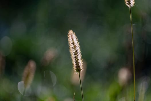 A blade of grass in the sunlight with copy space