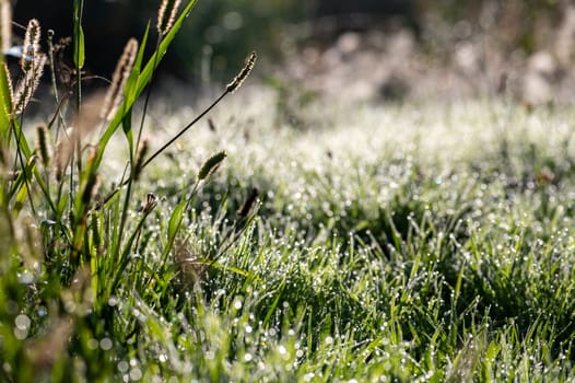 Blurred background image of green grass with bokeh and morning dew drops
