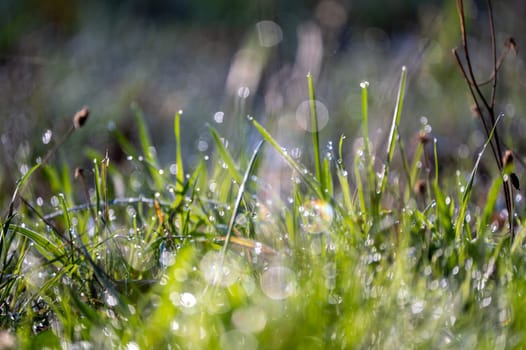 Blurred background image of green grass with bokeh and morning dew drops