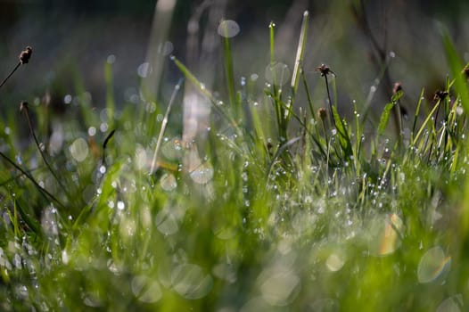 Blurred background image of green grass with bokeh and morning dew drops