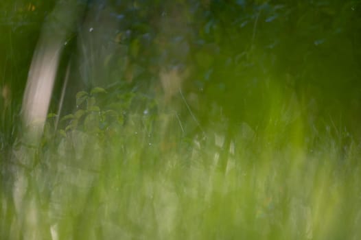 Blurred background image of green grass with bokeh from morning dew drops