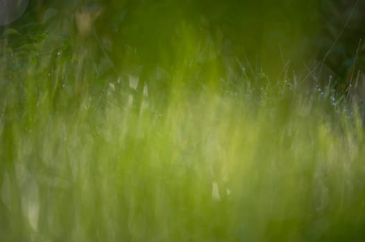 Blurred background image of green grass with bokeh from morning dew drops