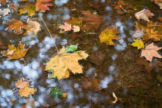 Leaves of Norway maple in a puddle in wet autumn weather in a Park in Poland