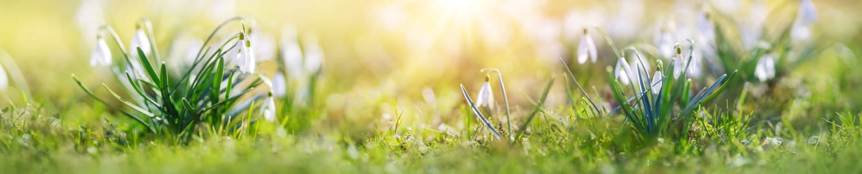 Spring green field with blossoming fragile snowdrop. Panoramic defocused view.