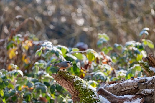 A nuthatch ( Sitta europaea ) on a moss covered tree stump in nature on a cold winter day with some snow