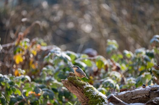 A nuthatch ( Sitta europaea ) on a moss covered tree stump in nature on a cold winter day with some snow