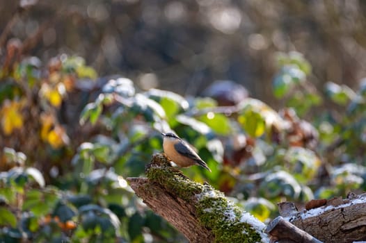 A nuthatch ( Sitta europaea ) on a moss covered tree stump in nature on a cold winter day with some snow