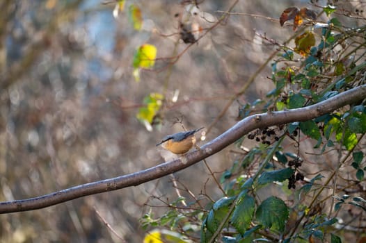 A nuthatch ( Sitta europaea ) sits in a tree